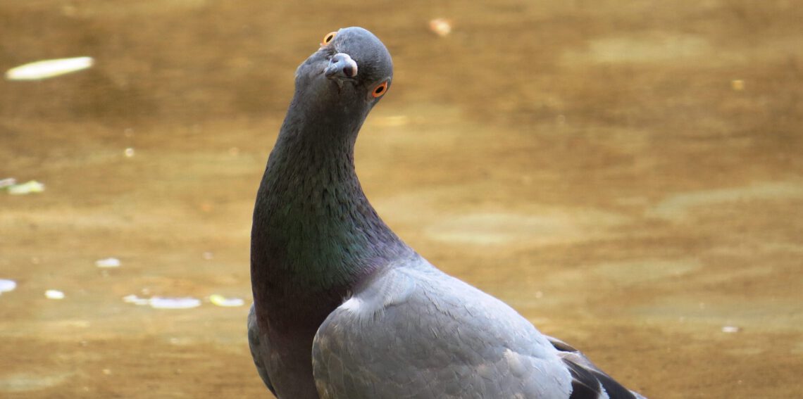 Afbeelding voor Never gonna give you up