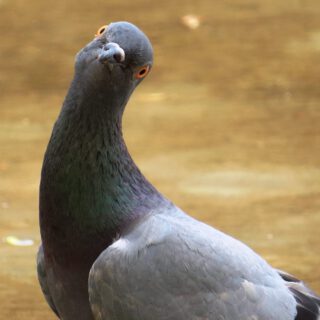 Afbeelding voor Never gonna give you up